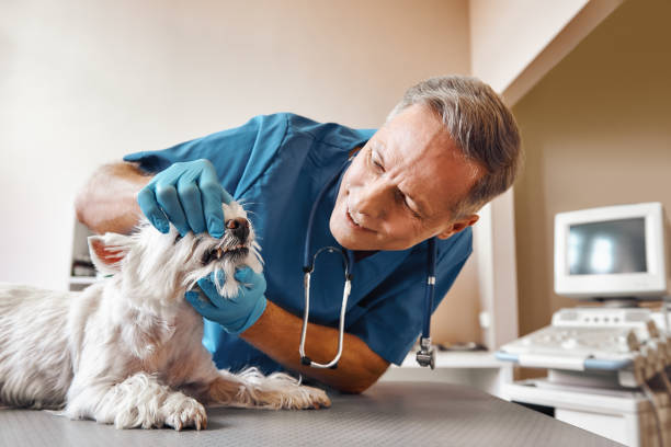 Best Emergency Denture Repair in Youngsville, NC